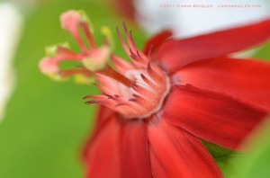 Passion flower