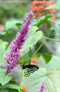 Butterfly at Butterfly World