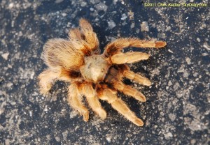 Oklahoma tarantula
