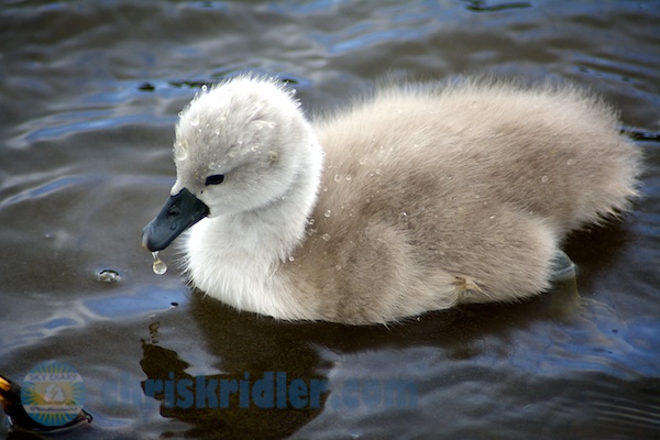 A cygnet from the swans' brood in Viera, Florida. Photo by Chris Kridler, ChrisKridler.com