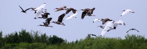 flying ibis