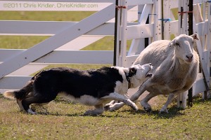 A dog gets a sheep in line during a herding trial