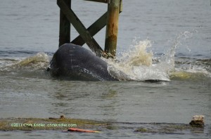 Manatees