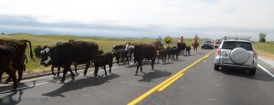 Cows on the road