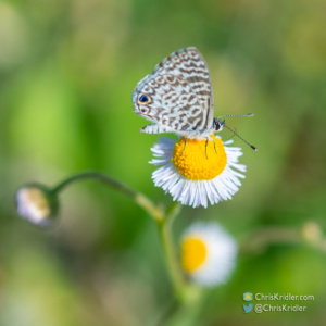 Cassius blue butterfly with the two iridescent blue "eyes" on the wing.