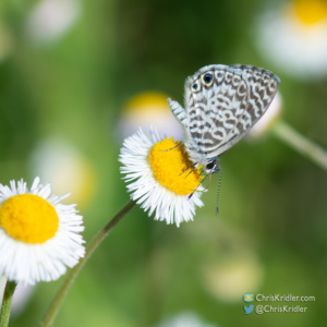 Cassius blue butterfly with the two iridescent blue "eyes" on the wing.