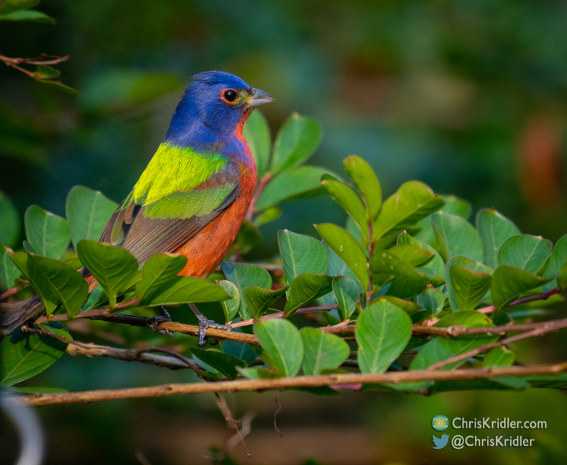 工芸品 milktea birds  Bunting 工芸品 milktea birds Bunting Painted bunting - Wikipedia