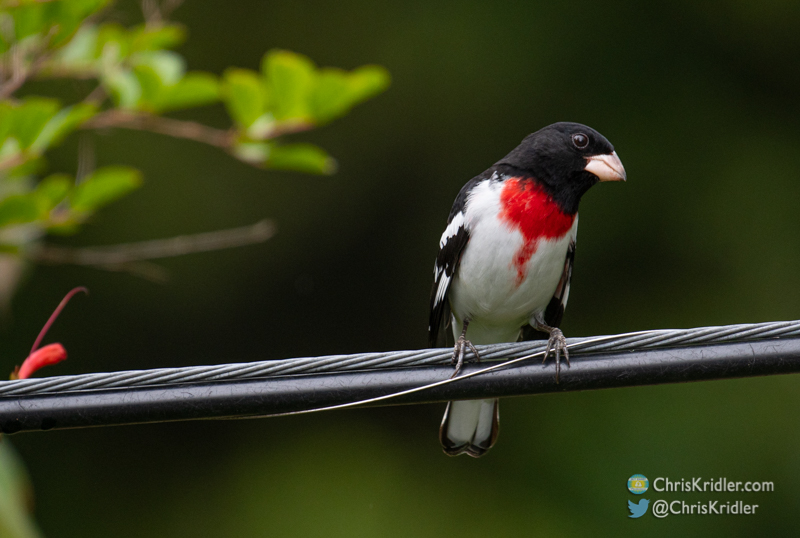 Rose-breasted grosbeak