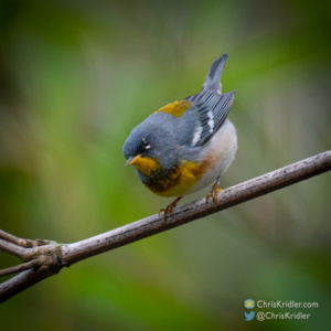 Northern parula