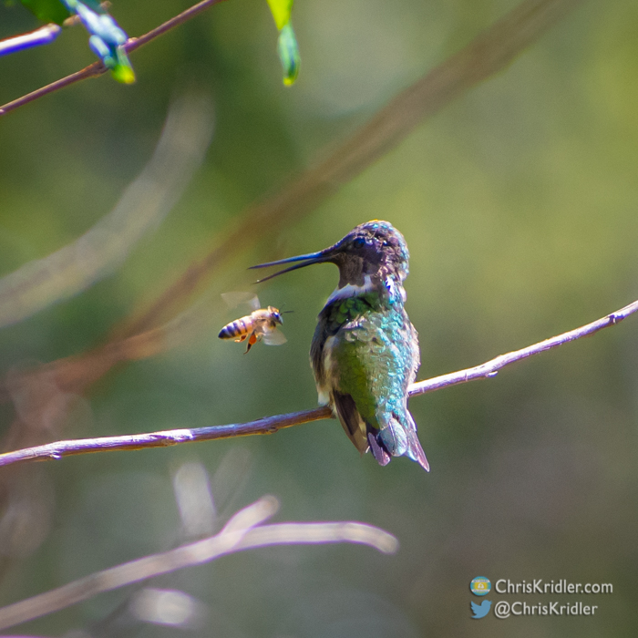 Hummingbird and bee (c)2021 Chris Kridler, ChrisKridler.com