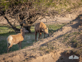 Bighorn sheep at Badlands National Park in South Dakota.