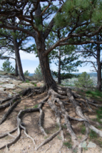 Roots on Dinosaur Hill.