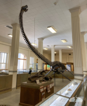 Next up: more dinosaurs and cool rocks at the Museum of Geology at S.D. School of Mines and Technology.