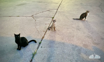 Feral cats sit in judgment.