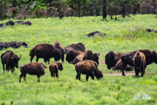 Bison in the Wichita Mountains Wildlife Refuge.