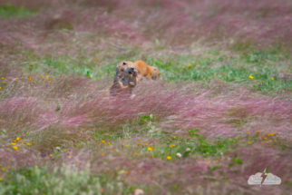 Snacking in a windswept field.