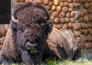 This bison is not taking any of your crap.