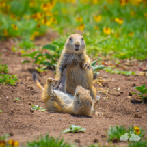 Prairie dog playtime!