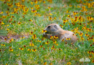 Mmm, wildflowers.