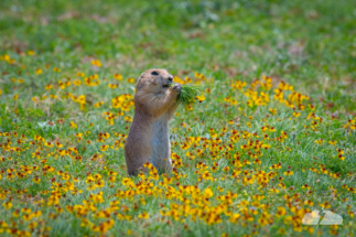 Prairie dog munches in a meadow.