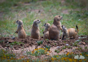 The family is on alert.