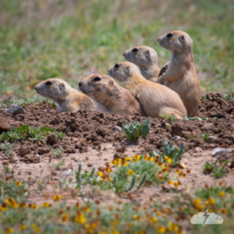 Noisy tourists keep the prairie dogs watchful.