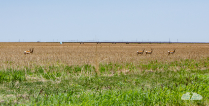 Where the antelope play.