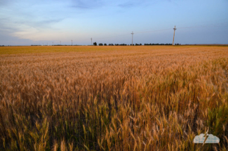 Amber waves of grain! Photo by Chris Kridler, SkyDiary.com, ChrisKridler.com