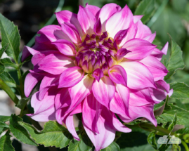 Dahlia at Mill Creek Park, Youngstown, Ohio.