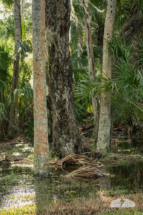 Water lingered in the low areas on the river road in the Rockledge area.