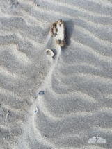 The strong wind made patterns in the sand.