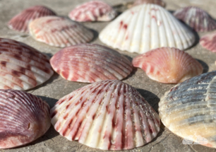 I found lovely shells amid the debris.