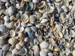 Lots of shells and few treasures.
