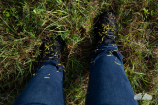 Souvenir of the Cape: sticky "greenies" from the weeds.