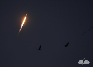 The rocket soars toward space as birds meander by in the foreground.