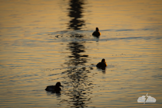 Birds look for breakfast on the Indian River Lagoon.