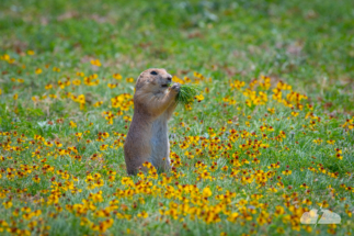 Prairie dog munches in a meadow at Wichita Mountains National Wildlife Refuge, May 21, 2022. Photo © Chris Kridler, ChrisKridler.com