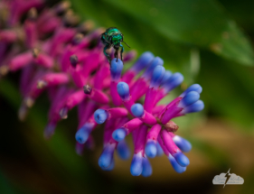 A green orchid bee feeds from a bromeliad in Brevard County, Florida, on December 5, 2022. Photo © Chris Kridler, ChrisKridler.com