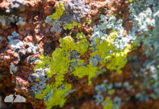 Light and shadow and lichen.
