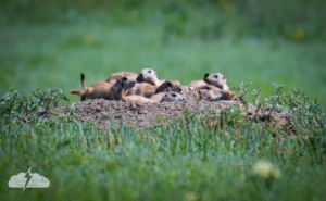 We found some prairie dogs, but not where they were before. That colony has vanished.