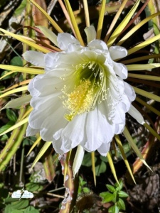 night-blooming cereus flower by Chris Kridler