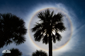 A sun halo behind a Florida palm tree.