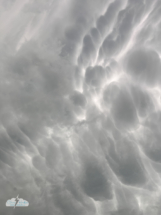 Amazing mammatus formed in the anvils of the storms.
