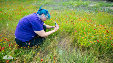 Alethea shoots through the wildflowers.