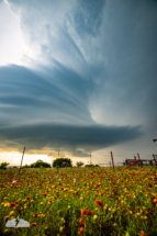 Flowers+storm=perfection.