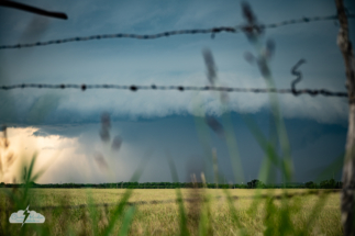 I liked the view through barbed wire and wildflowers.