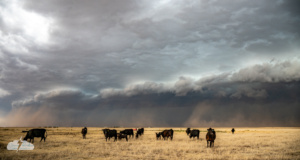 The start of the haboob disturbs cows near Dumas, Texas.