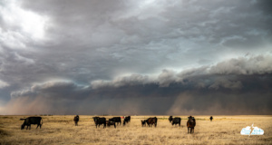The beginnings of the haboob near Dumas, Texas, May 23, 2026.