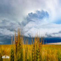 "Thirsty" - this is the artsy shot. The tornado-warned supercell with wheat, west of Darrouzett, Texas, May 28, 2025