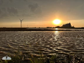 As we moved south, the mammatus slipped away, so a puddle provided a sunset landscape.